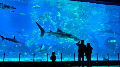 Yantai Haichang Whale Shark Ocean Park