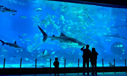 Yantai Haichang Whale Shark Ocean Park