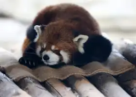 濟南動物園