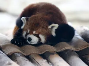 済南動物園