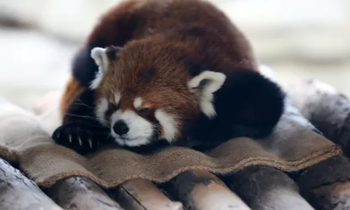 Jinan Zoo