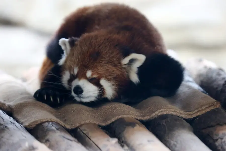 済南動物園