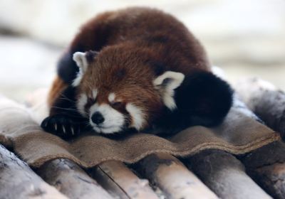 濟南動物園