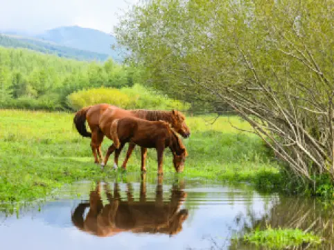 Yangchang River Wetland Scenic Area