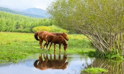 Yangchang River Wetland Scenic Area