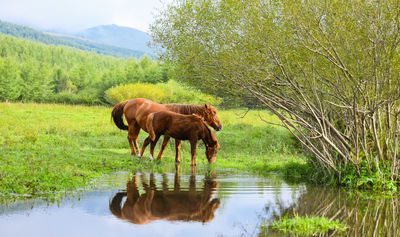 Yangchang River Wetland Scenic Area