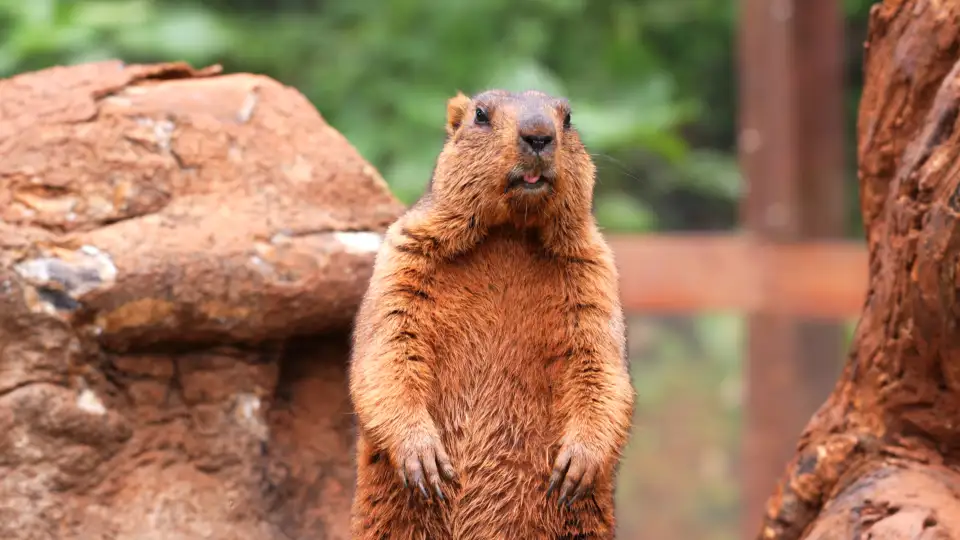 4_海南熱帶野生動植物園
