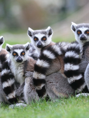 樂環球動物主題樂園