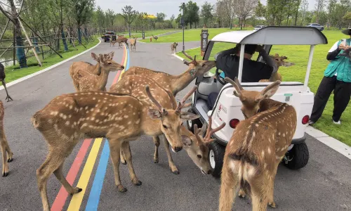 SUQIAN SENDI SAFARI PARK