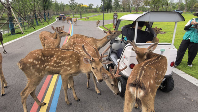 SUQIAN SENDI SAFARI PARK