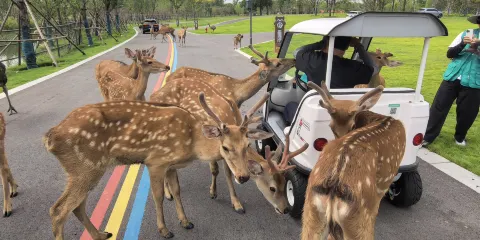 宿遷森迪野生動物世界