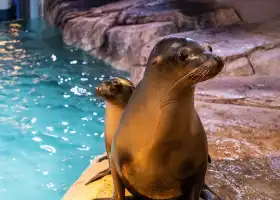 Georgia Aquarium