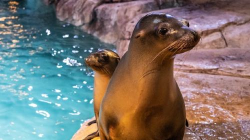 Georgia Aquarium