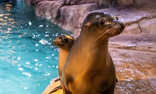 Georgia Aquarium