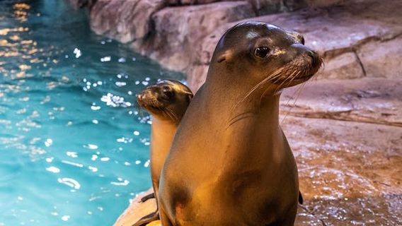 พิพิธภัณฑ์สัตว์น้ำจอร์เจีย