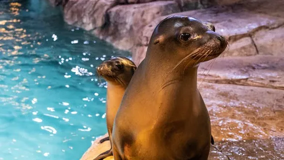 Acquario della Georgia