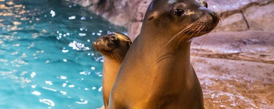 Georgia Aquarium