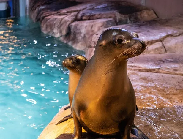 1_Georgia Aquarium
