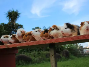 Okinawa Zoo & Museum