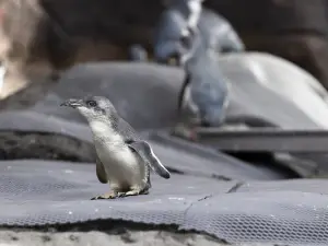 International Antarctic Centre