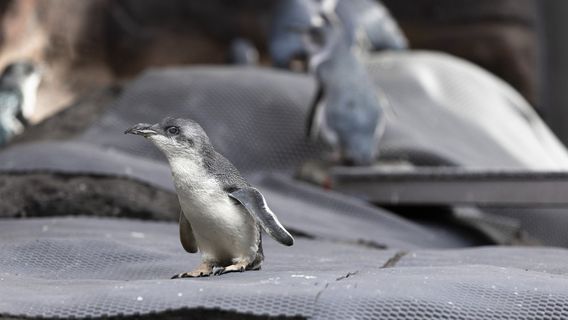 International Antarctic Centre