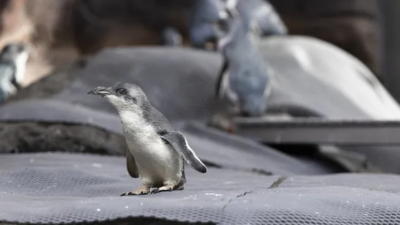 International Antarctic Centre