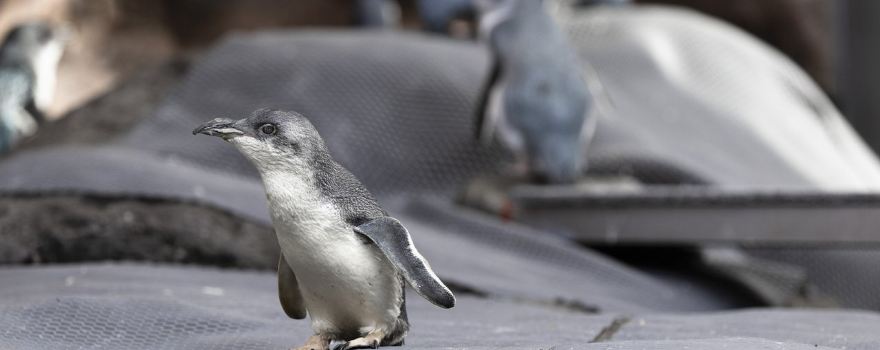 International Antarctic Centre
