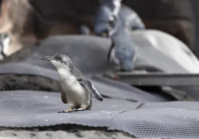 International Antarctic Centre