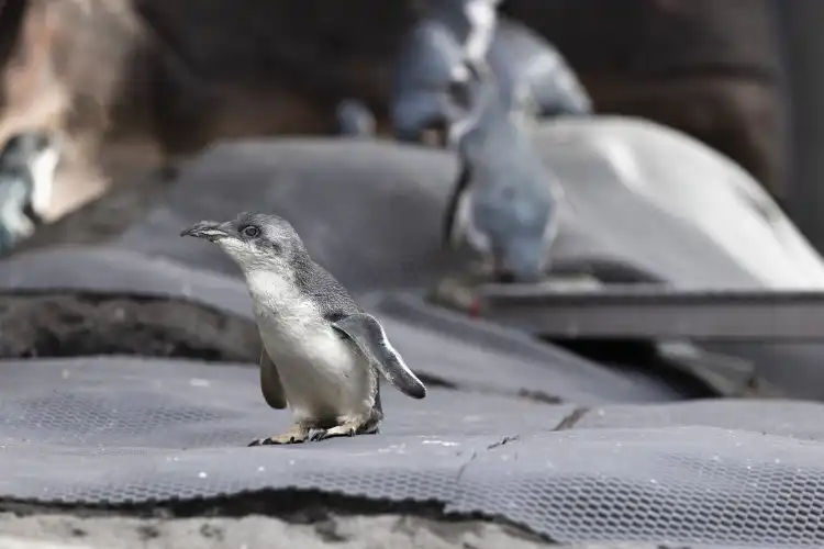 Hotels near International Antarctic Centre