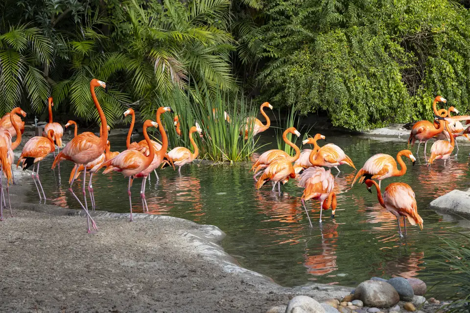 5_San Diego Zoo