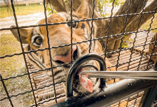 Tiger Topia Sriracha Zoo