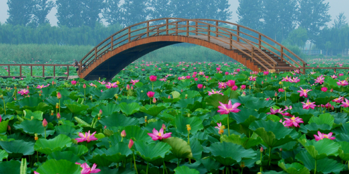 Baiyangdian Tourist Wetland Park