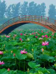 白洋澱旅遊濕地公園