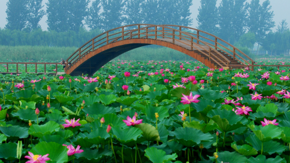 Baiyangdian Tourist Wetland Park