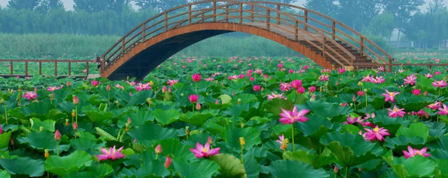白洋澱旅遊濕地公園