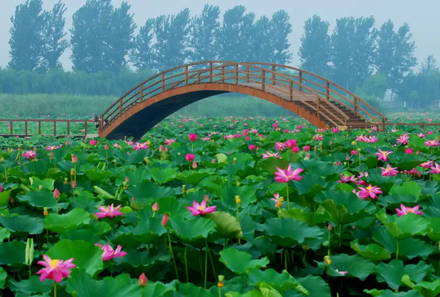Hotels near Baiyangdian Tourist Wetland Park