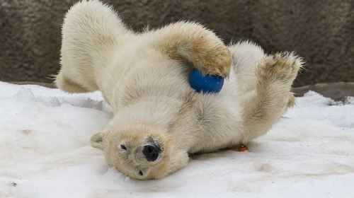 聖地亞哥動物園