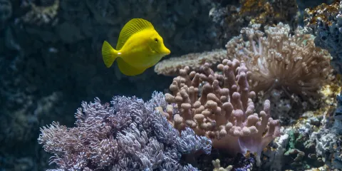 重慶漢海海洋公園