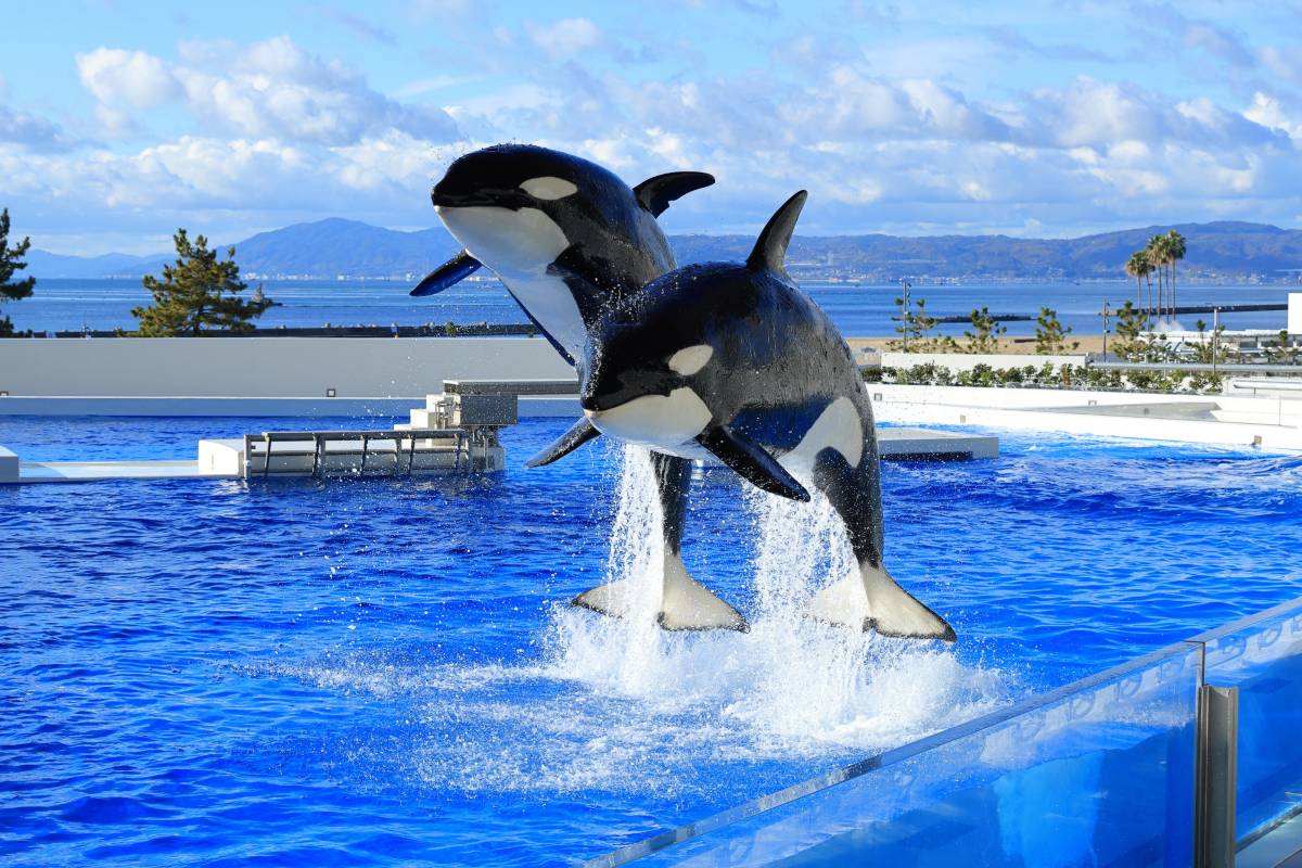 大阪到神戶, 神戶須磨海洋世界