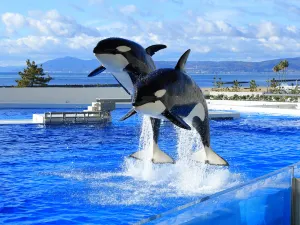 Kobe Suma Seaworld