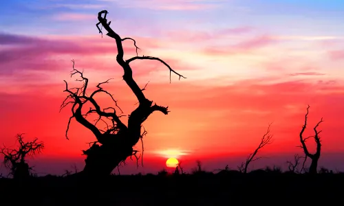 Hei Cheng-Ruoshui River Populus Euphratica Scenic Spot
