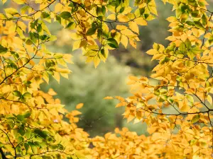 浙江大明山地質公園