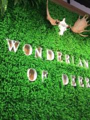 Wonderland of Deer