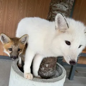 宜蘭狐狸村(九九峰動物樂園)