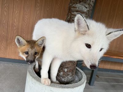 Yilan Fox Village(JOJO Zoo Park)