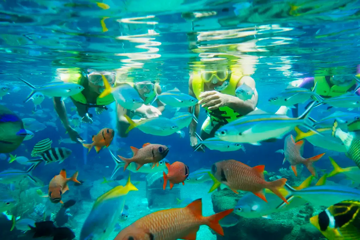 Adventure Cove Waterpark guide