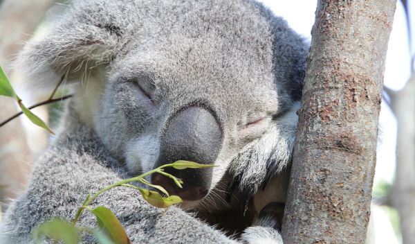 Currumbin Wildlife Sanctuary