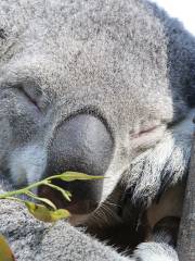 可倫賓野生動物保護園