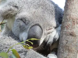 可倫賓野生動物保護園