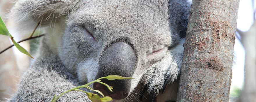 Currumbin Wildlife Sanctuary